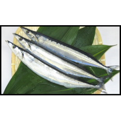 Sanma Fish 3Pcs Whole KOHYO...