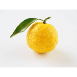 Yuzu Frais Pièce